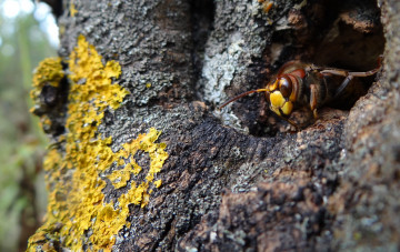 Картинка животные пчелы +осы +шмели дерево грибы шершень макро насекомое
