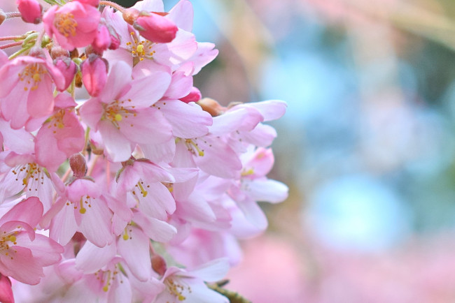 Обои картинки фото цветы, сакура,  вишня, розовая, нежность