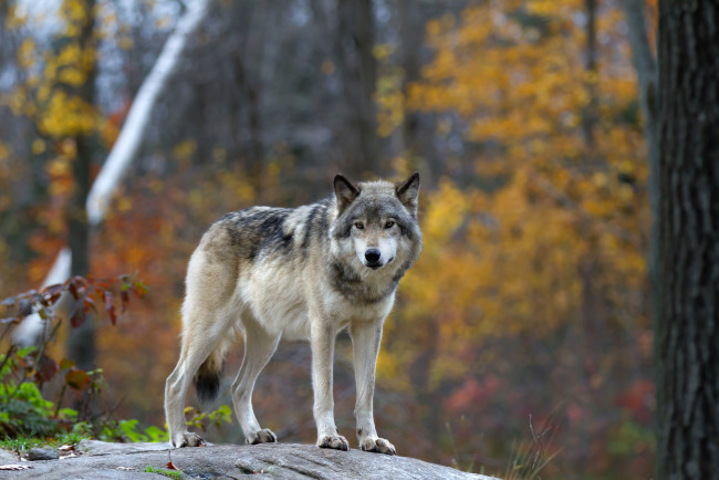 Обои картинки фото животные, волки,  койоты,  шакалы, волчара