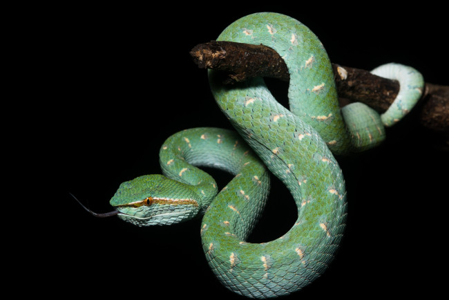 Обои картинки фото животные, змеи,  питоны,  кобры, зеленая, змея