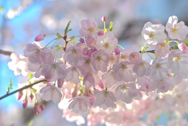 Обои картинки фото цветы, сакура,  вишня, нежность, макро