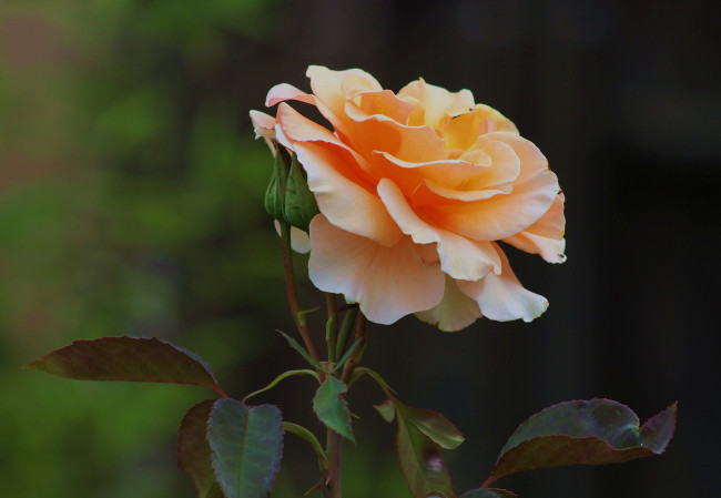 Обои картинки фото rose `brandy`, цветы, розы, бутон, роза