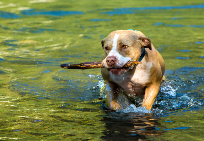 Обои картинки фото животные, собаки, вода, палка, собака, озеро, брызги