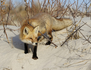 Картинка животные лисы взгляд лиса