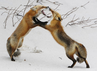Картинка животные лисы драка