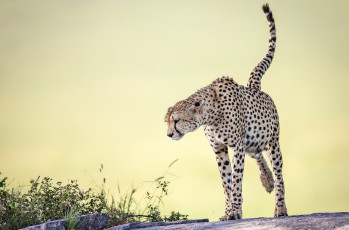Картинка животные гепарды фон природа cheetah