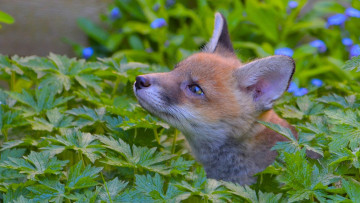 Картинка животные лисы лиса трава морда лисёнок