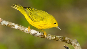Картинка животные птицы птица ветка желтая