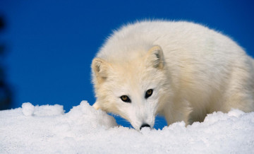 Картинка животные песцы песец белый взгляд снег