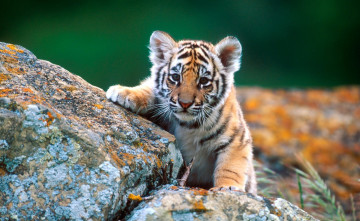 Картинка животные тигры тигренок рыжий камни