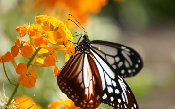 Картинка животные бабочки +мотыльки +моли соцветие нектар цветок бабочка