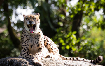 Картинка животные гепарды гепард кошка камень пасть клыки
