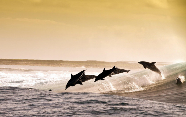 Обои картинки фото животные, дельфины, море, волны, брызги, прыжки, стая