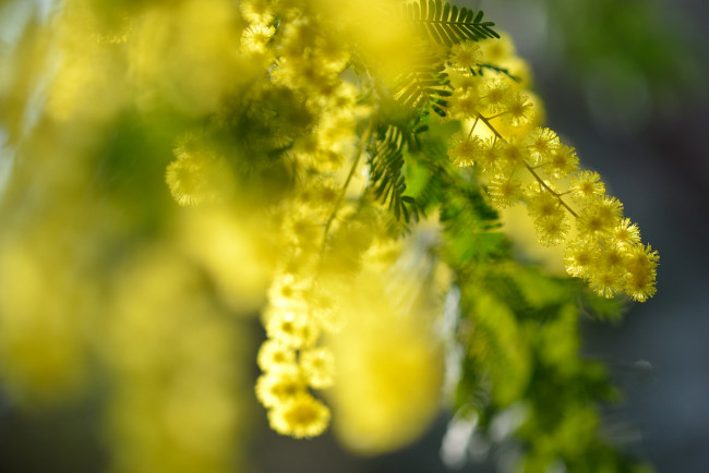 Обои картинки фото цветы, мимоза, желтый, пушистый, макро, весна