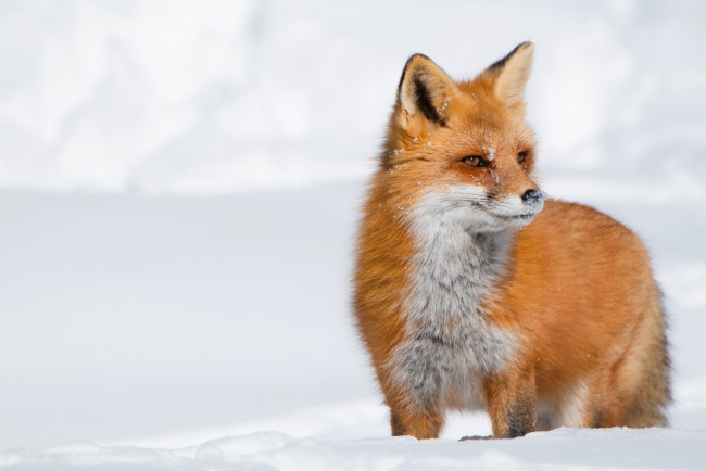 Обои картинки фото животные, лисы, лиса, зима, снег, рыжая