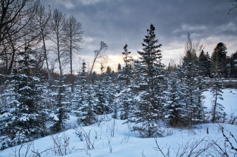 Картинка природа лес зима закат деревья калгари канада