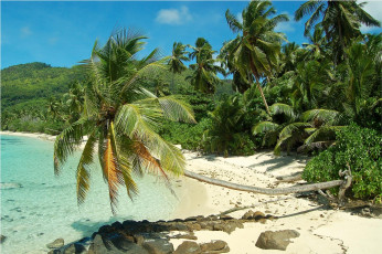 Картинка природа тропики море берег пальмы сейшельские острова пляж