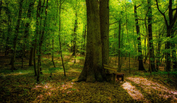 Картинка природа лес ес деревья лавочка