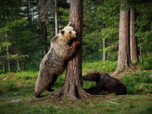 Картинка животные медведи поза лес медвежонок пара дерево