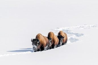 Картинка животные зубры +бизоны бизоны снег зима
