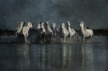 Картинка животные лошади кони берег пасмурно отражение брызги бег вечер группа