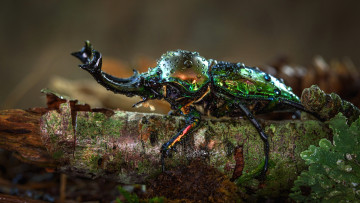 Картинка животные насекомые макро жук