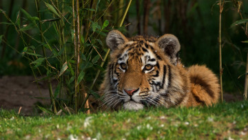 Картинка животные тигры тигрёнок
