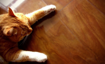Картинка животные коты рыжий пол кот