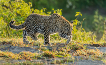 Картинка животные леопарды хищник дикая кошка леопард