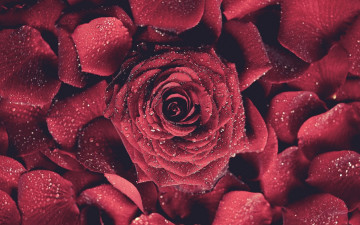 Картинка цветы розы роза лепестки красная капли