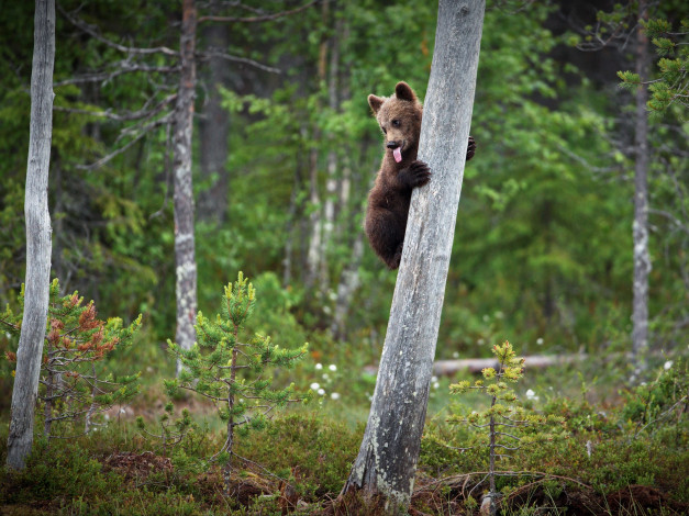 Обои картинки фото животные, медведи, медведь, малыш, дерево, поза, язык, лес