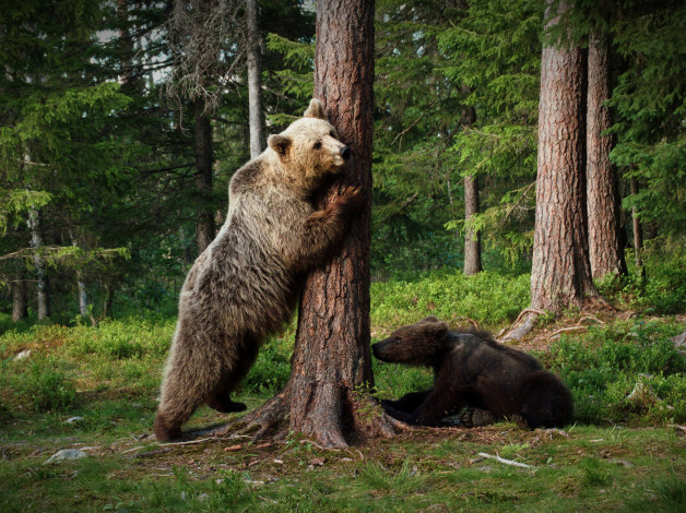 Обои картинки фото животные, медведи, поза, лес, медвежонок, пара, дерево