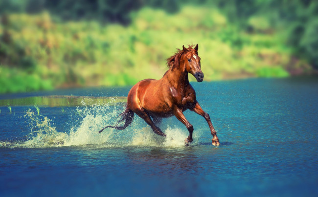Обои картинки фото животные, лошади, озеро, конь, гнедой