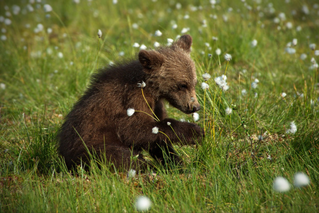 Обои картинки фото животные, медведи, медвежонок, малыш, поза, морда, трава, лето