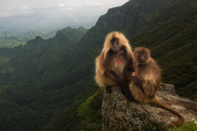 Обои картинки фото животные, обезьяны, павианы, мартышки, долина, скала, горы