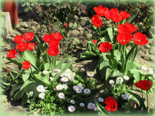 обоя цветы, разные вместе, весна, 2018, апрель