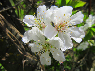 обоя цветы, сакура,  вишня, весна, 2018, апрель