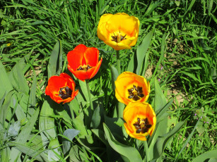 Картинка цветы тюльпаны весна 2018 апрель
