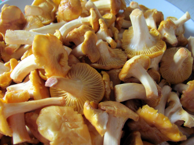 Обои картинки фото еда, грибы,  грибные блюда, лисички