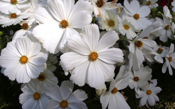 Картинка цветы космея белая много