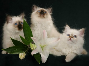 Картинка животные коты цветок котята
