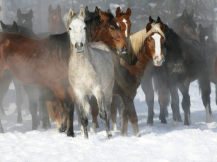 Картинка животные лошади табун