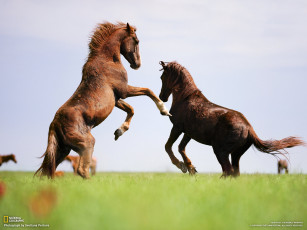 Картинка животные лошади жеребцы мустанги