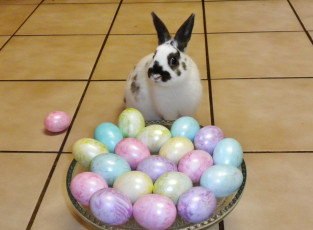 Картинка животные кролики зайцы яйца кролик