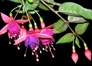 Картинка цветы фуксия лиловый малиновый ветка