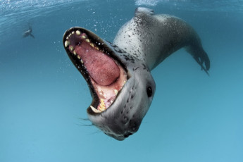 Картинка животные другое арктика океан морской леопард