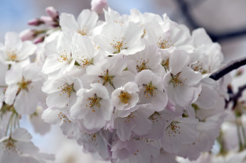Картинка цветы сакура вишня цветение ветка