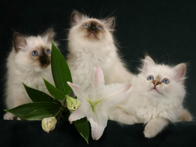 Обои картинки фото животные, коты, цветок, котята