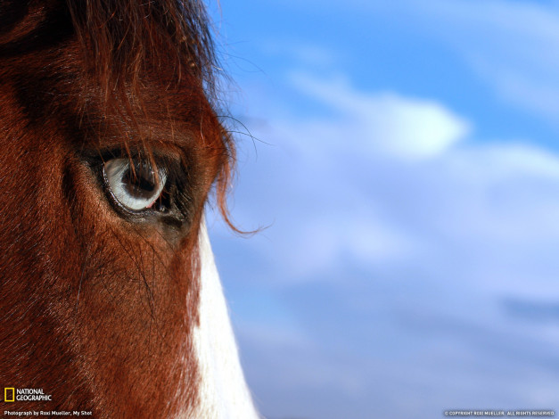 Обои картинки фото животные, лошади, глаз