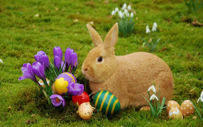 Обои картинки фото животные, кролики, зайцы, подснежники, кролик, крашенки, весна, пасхальные, яйца, крокусы, цветы, трава